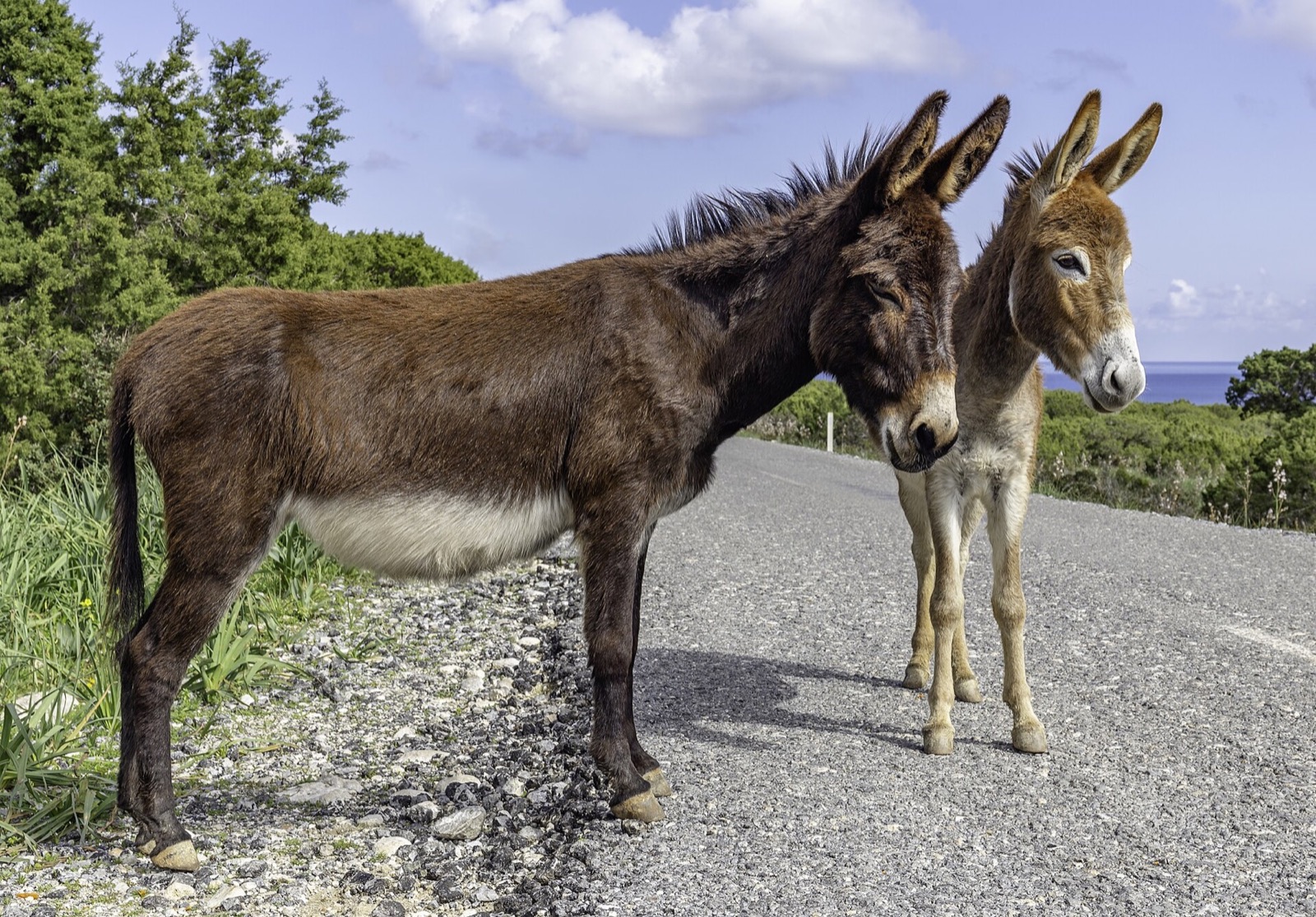 Two Cyprus donkeys in the Karpaz landscape
